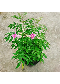 Cây hồng thiên hương (cây leo) - cây cảnh đẹp + tặng phân bón cho cây