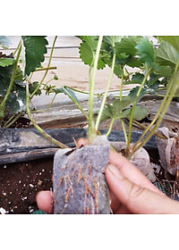 Viên Nén Xơ Dừa Trồng Ngó Dâu Thông Minh SGS (set 100 viên) đã bao gồm phân bón hữu cơ cho cây phát triển tốt trong 30 ngày