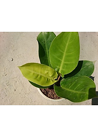 Cây trầu bà đế vương vàng - cây cảnh để bàn + tặng phân bón cho cây