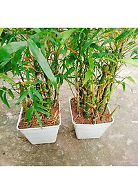 Cây Trúc Quan Âm - Trúc Phật Bà - Cây trúc đùi gà - cây tre đùi ếch