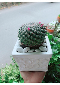 product-img-7