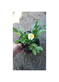 Cây Nguyệt Quế Thái - Cây cảnh để trong nhà + Tặng phân bón cho cây mau lớn