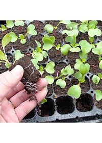 [Quà Tặng] Kích thích ra rễ cực mạnh ROOTKING lọ 20ml, dùng giâm chiết cành, kích rễ, hàng công ty