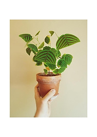 Cây Bướm Xuân - cây cảnh để bàn + tặng phân bón cho cây