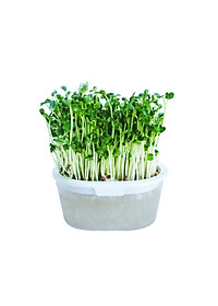 product-img-10