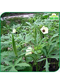 Hạt giống Đậu Bắp Cao Sản, Trồng Quanh Năm, Dễ Chăm Sóc (gói 20 gram) - Hạt giống Rạng Đông