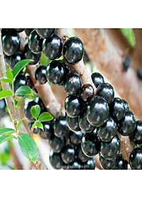 Cây nho thân gỗ tứ quý - cây ăn quả