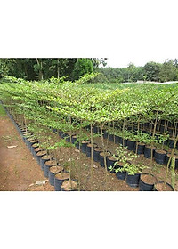 Cây Bàng Đài Loan - cây cảnh vườn + tặng phân bón cho cây