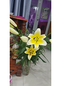 product-img-12