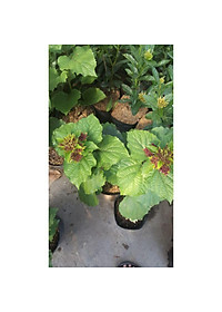 Cây trang thơm - cây cảnh để trong nhà + tặng phân bón cho cây