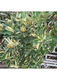 Cây Tắc Cẩm Thạch - cây cảnh để bàn + tặng phân bón cho cây