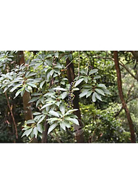 Tiêu rừng Kon Tum ( màng tang) hút chân không