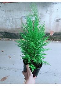 product-img-7