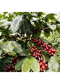 Hộp Quà Cà Phê Cầu Đất Dalat Farm - Arabica - Robusta - Phin (Dạng bột)