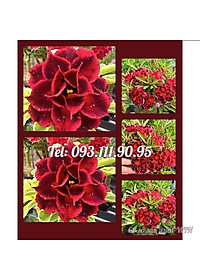 product-img-0