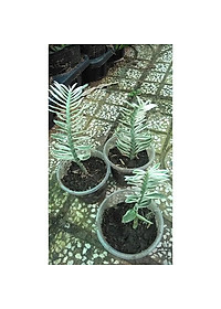 Cây Chân Rết - Cây cảnh mini + tặng phân bón cho cây