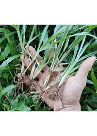 Combo 2 gói Hạt giống cỏ lá Gừng (cỏ lá Tre) -Gói 200 Hạt/tặng kèm gói phân bón lót