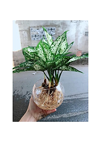 Cây Ngọc Ngân Thủy Sinh - cây cảnh phong thủy để bàn