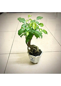 Cây hạnh phúc bonsai cao 25-30cm