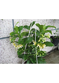 Cây Tên Lửa - Cây cảnh vườn + Tặng phân bón cho cây mau lớn