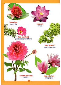Sách Từ Điển Bằng Hình - Hoa, Quả, Rau, Củ