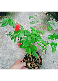 Cây Điệp Lào - cây cảnh đẹp + tặng phân bón cho cây