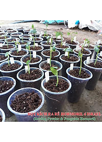 Bột Kích Ra Rễ Israel cho cây Thân Gỗ Hormoril 6, kích thích ra rễ nhanh, sử dụng giâm, chiết các loại cây thân cứng như cây hoa hồng, hoa giấy