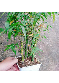 Cây Trúc Quan Âm - Trúc Phật Bà - Cây trúc đùi gà - cây tre đùi ếch