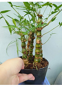 Cây Trúc Quan Âm - Trúc Phật Bà - Cây trúc đùi gà - cây tre đùi ếch