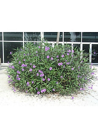 Hoa Chiều Tím - cây cảnh vườn + tặng phân bón cho cây