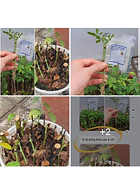 Bột Kích Ra Rễ Israel cho cây Thân Gỗ Hormoril 6, kích thích ra rễ nhanh, sử dụng giâm, chiết các loại cây thân cứng như cây hoa hồng, hoa giấy