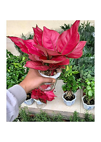 Cây vạn lộc đỏ thủy sinh (hồng lộc đỏ)