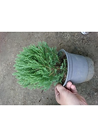 Cây Tùng Bồng Lai - cây cảnh để bàn + tặng phân bón cho cây