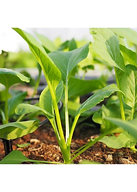 Hạt Giống Cây Rau Cải Ngọt - 20 Gram