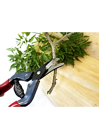 Kéo tỉa cành cao cấp Nhật Bản Chikamasa S-2C chiều dài lưỡi 23mm -  lưỡi thép carbon chất lượng cao siêu bén - Cắt ngọt, không bám dính, liền sẹo nhanh