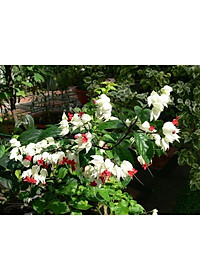 Cây Ngọc Nữ - cây cảnh vườn + Tặng phân bón cho cây mau lớn