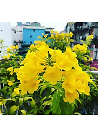 Cây Hoàng Yến - Cây cảnh vườn