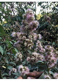 Mật ong nguyên chất hoa rừng tây bắc Phúc Khang (720GR)  - Hàng Chính Hãng - Mật ong sạch đạt chuẩn xuất khẩu 