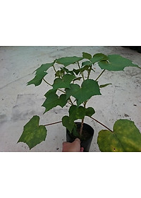 Cây giống hoa phù dung - cây cảnh trong nhà + tặng phân bón cho cây