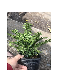 Cây kim quýt thái bonsai - cây cảnh để bàn + tặng phân bón cho cây