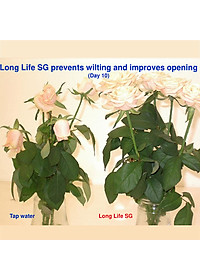 Bột Dưỡng Hoa Hồng Lâu Tàn (Set 10 hộp 1 hộp 10 gói tiết kiệm) giúp hoa luôn tươi mới, cánh hoa hồng cứng cáp gấp 2 lần và trong 14 ngày không thối nước hay cắt tỉa gốc hoa (hiệu Longlife nhập khẩu Israel)