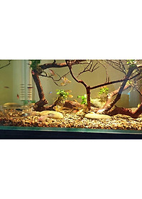 Sạn suối thiên nhiên trải nền bể cá - Bể BioTop - Sỏi suối trải nền thuỷ sinh - Hồ cá cảnh - bể cá