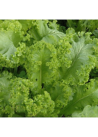 Hạt giống Cải bẹ Mào Gà - Cải bẹ vàng VTS159