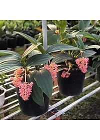 Hòn Ngọc Viễn Đông - cây cảnh để bàn + tặng phân bón cho cây