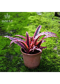 Cây Dứa Hồng Phụng - cây cảnh để trong nhà - tặng phân bón cho cây mau lớn