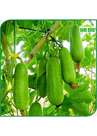 Hạt giống Bí Đao Chanh Lai F1 Siêu Trái, Sinh Trưởng Khỏe, Trồng Quanh Năm - Hạt giống Rạng Đông