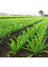 Hạt giống Cải Nhíp đăc sản Sóc Trăng 10g