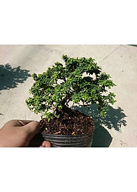 Cây Linh Sam Bonsai - cây cảnh bonsai + tặng phân bón cho cây