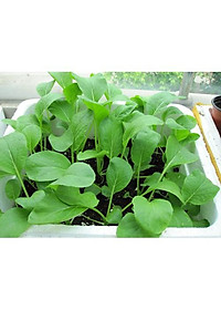 Hạt Giống Cây Rau Cải Ngọt - 20 Gram