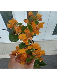 Cây Bông Giấy Vàng - cây cảnh vườn + tặng phân bón cho cây